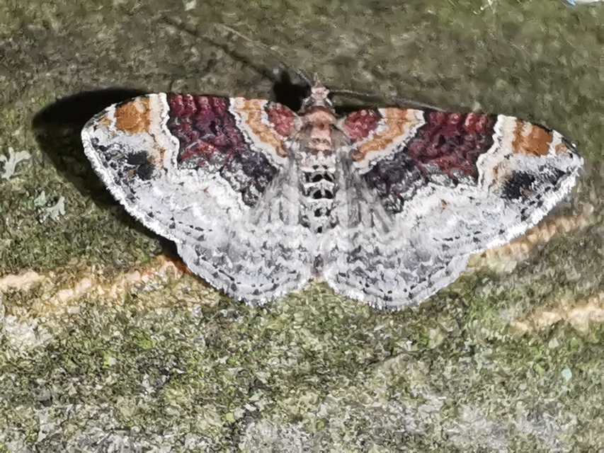 Xanthorhoe spadicearia - sávos tarkaaraszoló