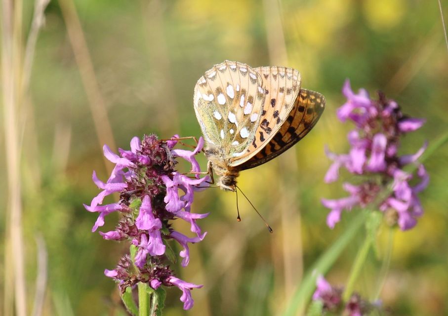 Argynnis aglaja - kerekfoltú gyöngyházlepke