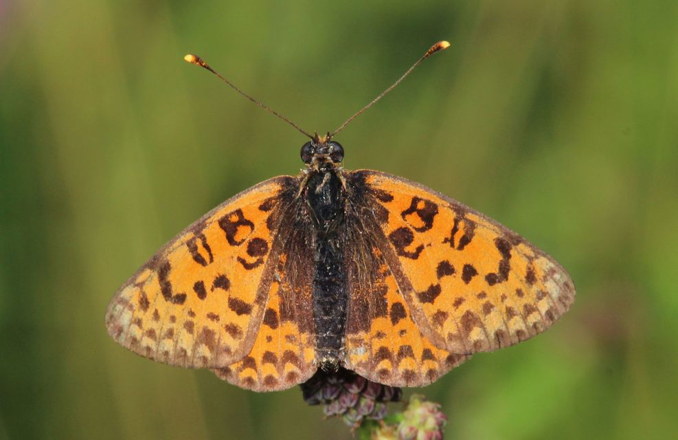 Melitaea didyma - tüzes tarkalepke