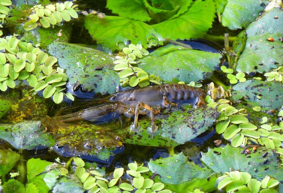 Crustacea - Rákok