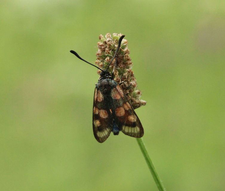 Zygaena carniolica - fehérgyűrűs csüngőlepke