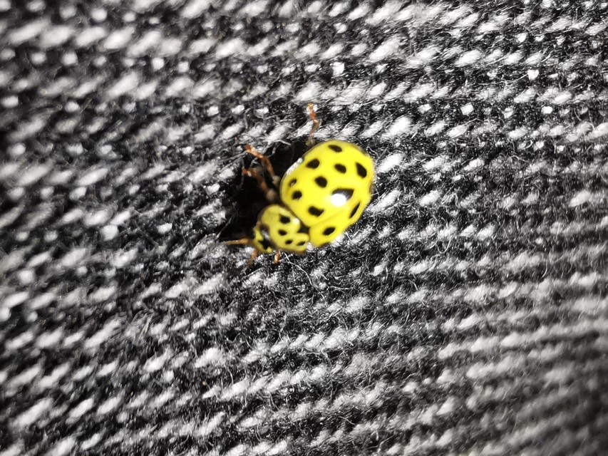 Psyllobora vigintiduopunctata - huszonkétpettyes katica