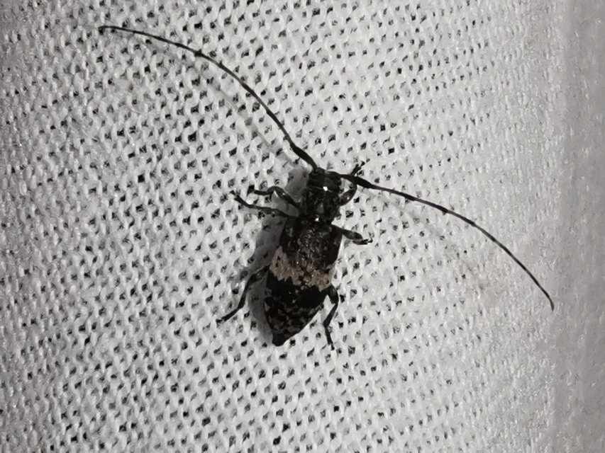 Leiopus