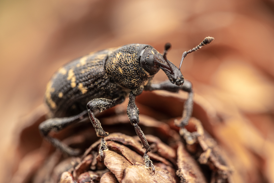 Hylobius abietis - nagy fenyvesormányos