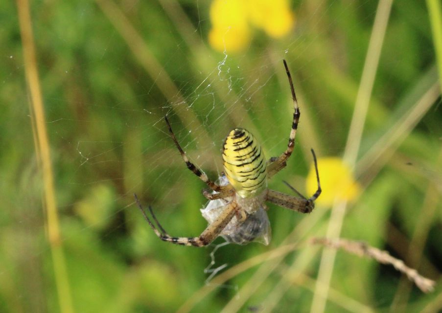 Argiope bruennichi - darázspók