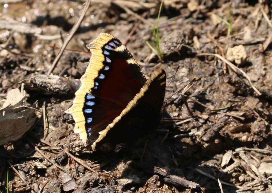 Nymphalis antiopa - gyászlepke