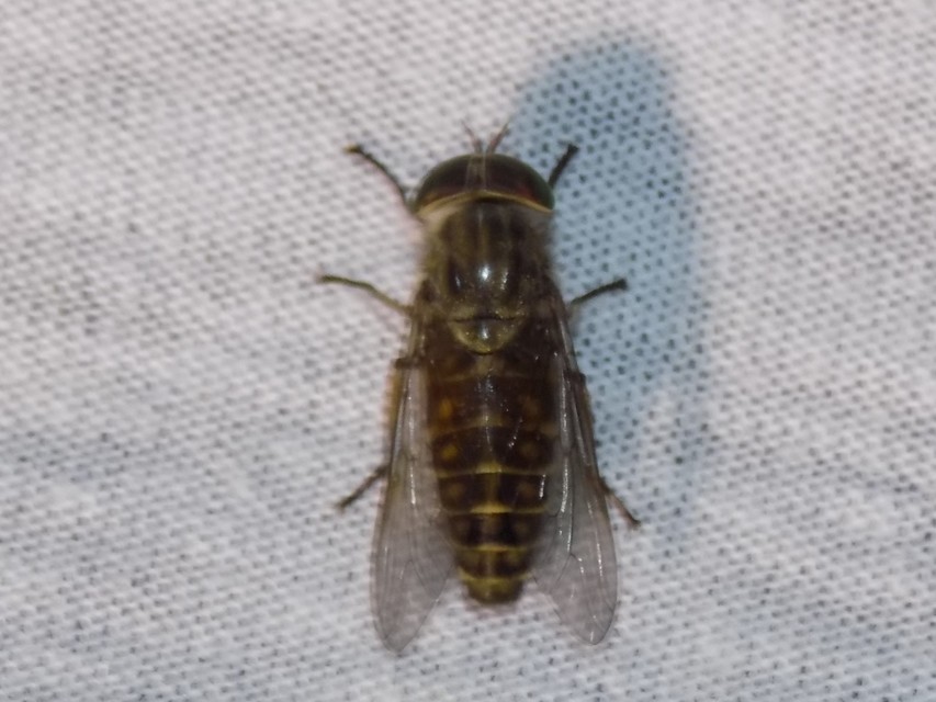 Tabaninae