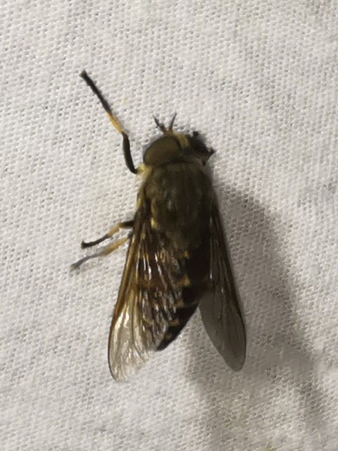 Tabanus