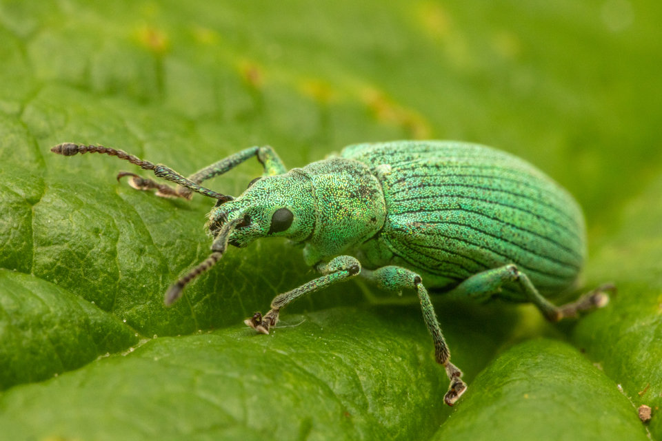 Phyllobius virideaeris - halványzöld levélormányos