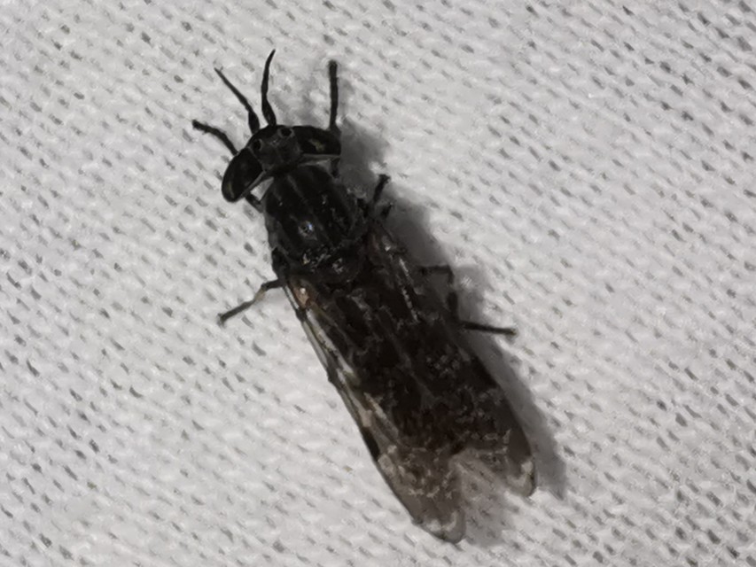 Haematopota