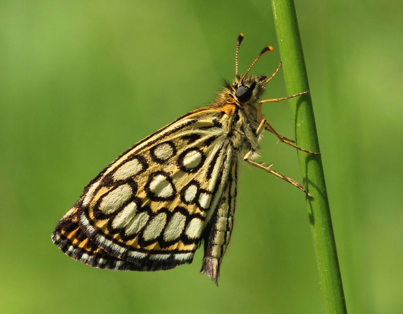 Heteropterus morpheus - tükrös busalepke