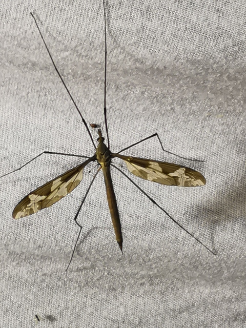 Tipula