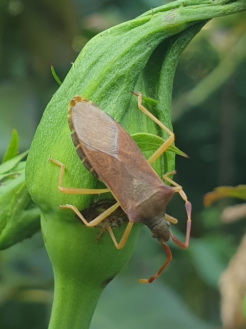 Gonocerus acuteangulatus - aranypetés karimáspoloska