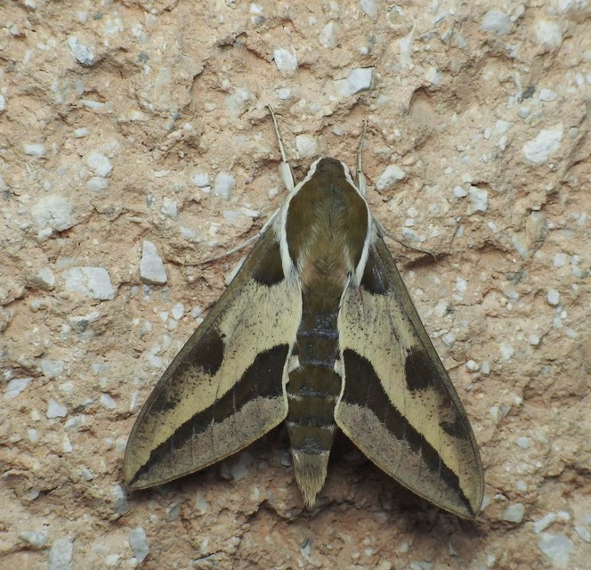 Hyles euphorbiae - kutyatejszender