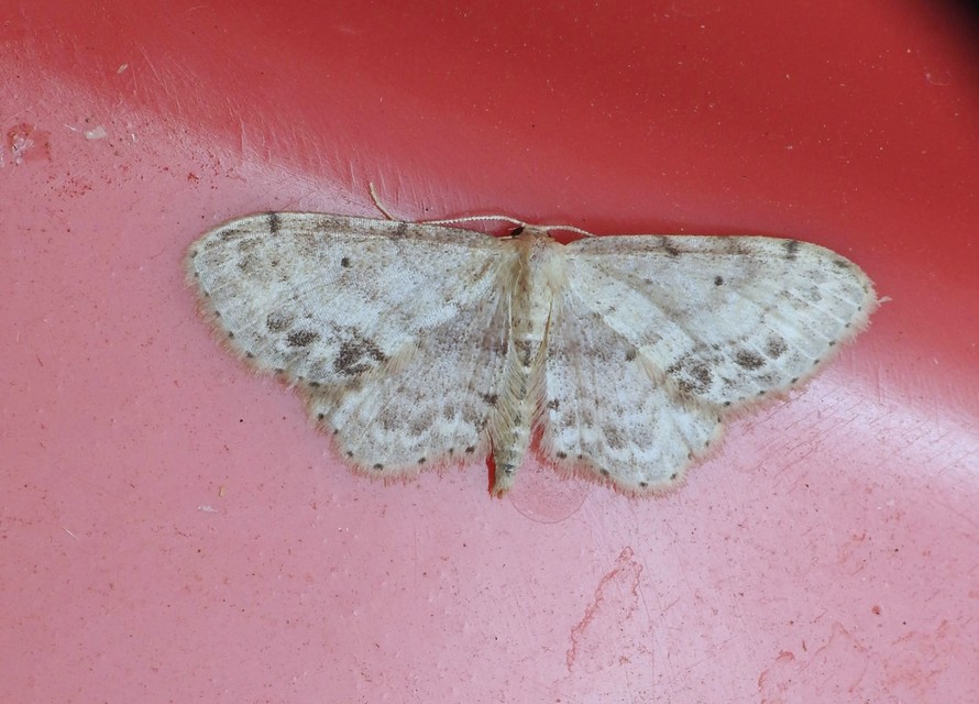 Idaea dimidiata - gyakori apróaraszoló