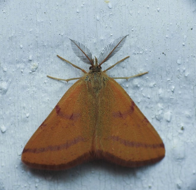 Lythria purpuraria - bíborsávos araszoló
