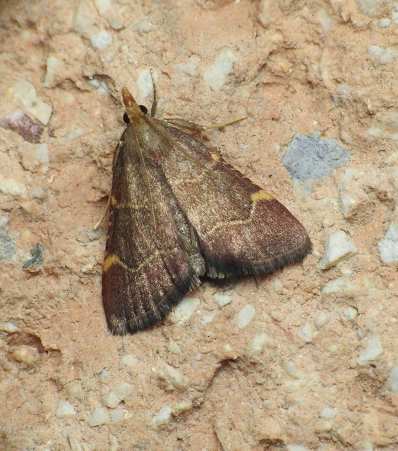 Hypsopygia