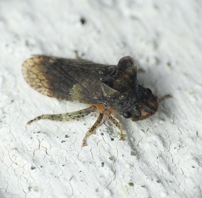 Ledra aurita - füleskabóca