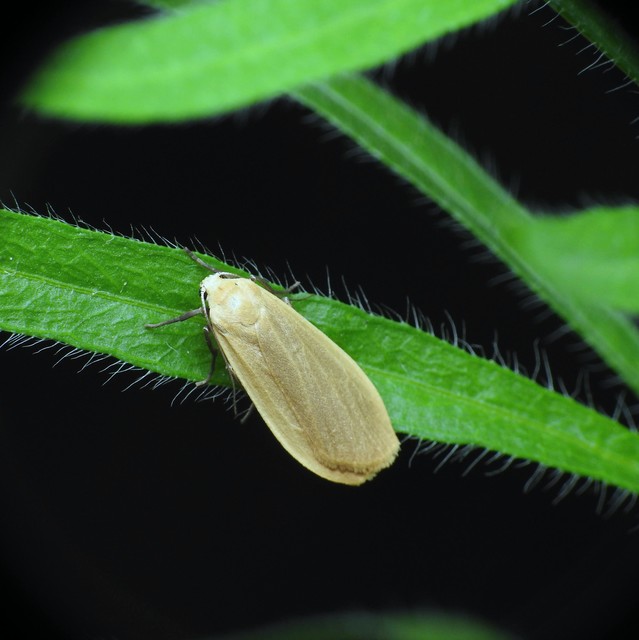 Eilema sororcula - sárga zuzmószövő