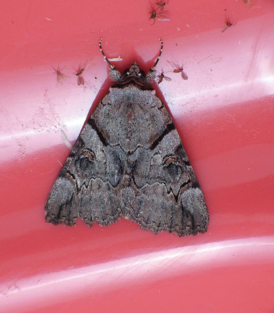 Catocala hymenaea - kökény-övesbagoly