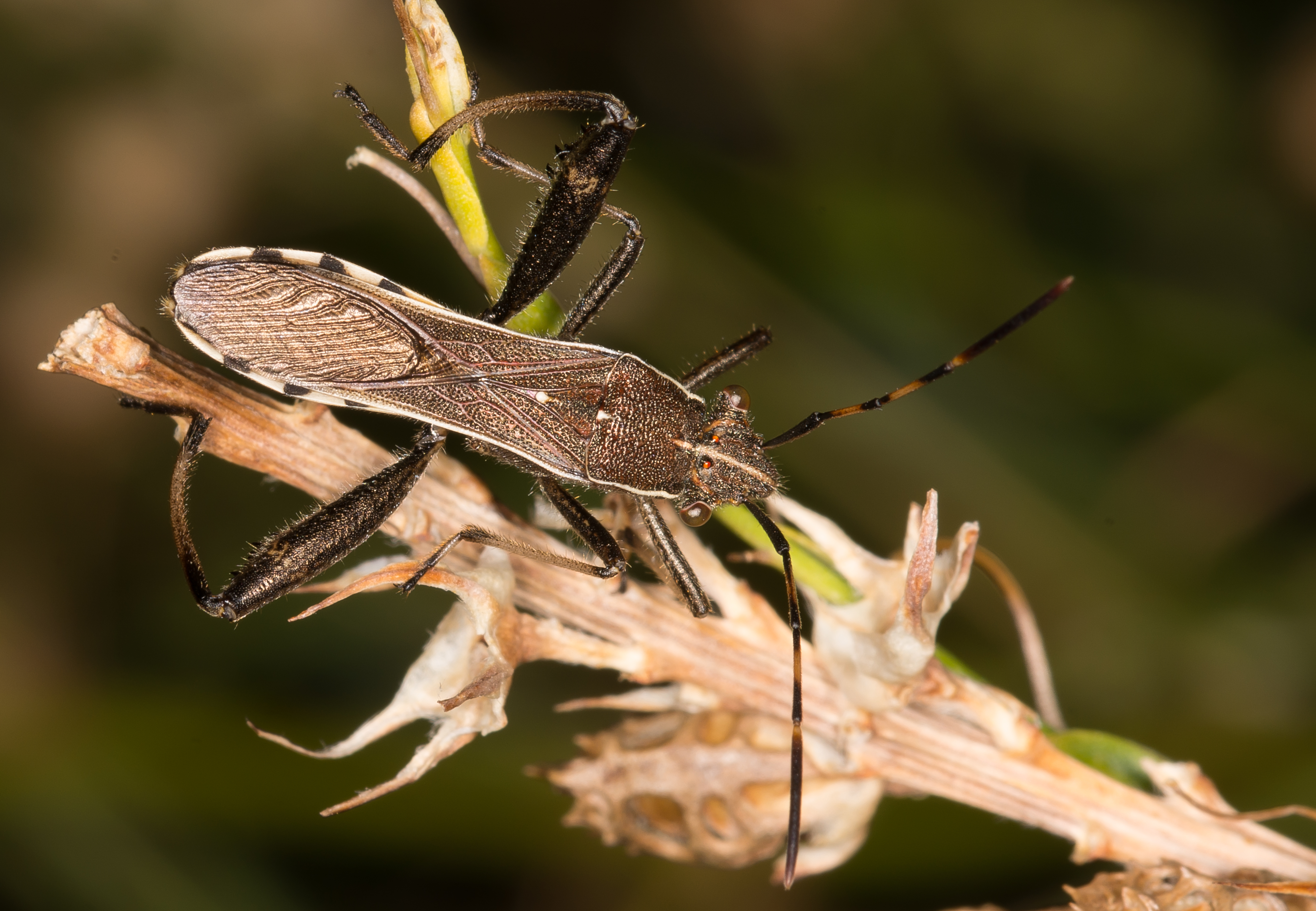 Camptopus lateralis - görbelábú karimáspoloska