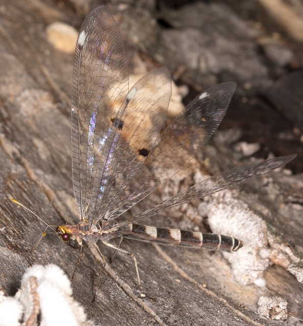 Megistopus flavicornis - kétfoltos hangyaleső