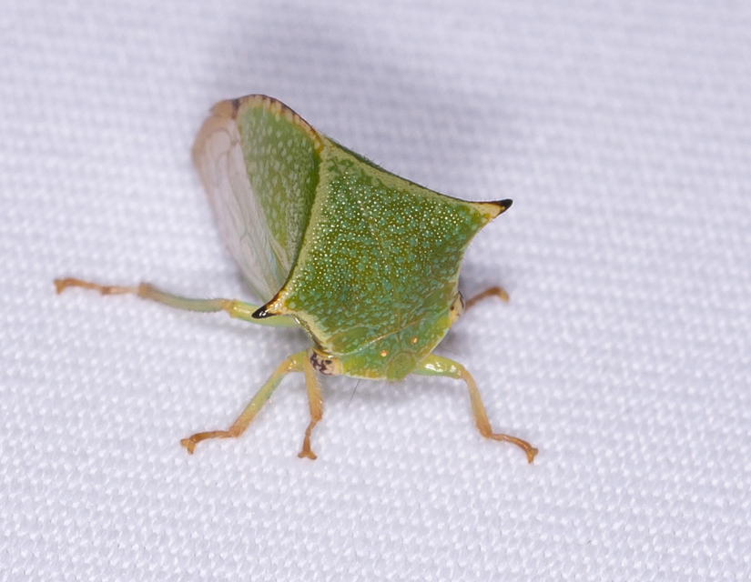 Stictocephala bisonia - bivalykabóca
