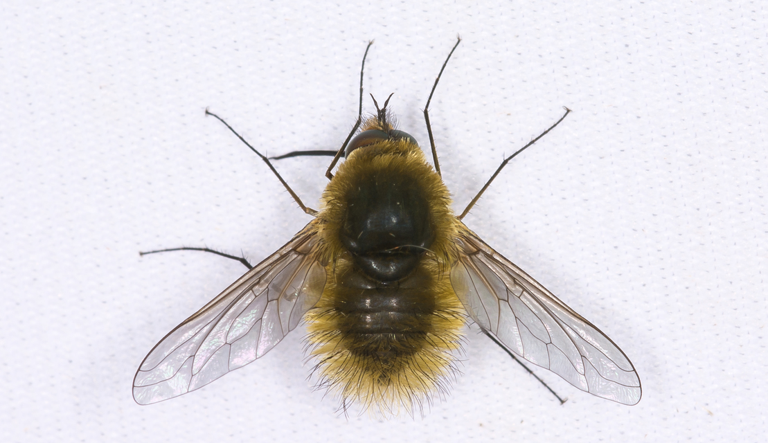 Bombyliidae - pöszörlégyfélék