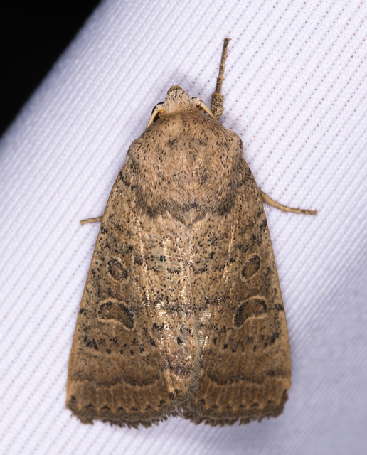 Hoplodrina superstes - ritka selymesbagoly