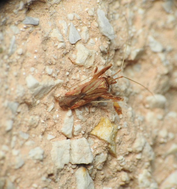 Phytocoris