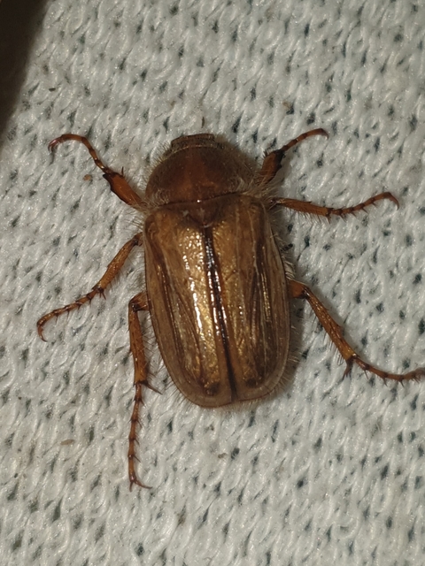 Amphimallon solstitiale - bordás sárgacserebogár
