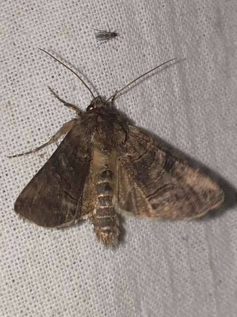 Abrostola tripartita - szürkeövű csalánbagoly