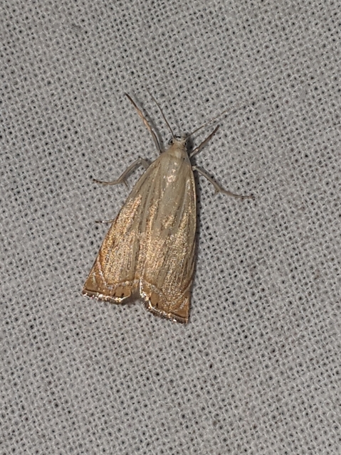 Chrysoteuchia culmella - kerti fűgyökérmoly