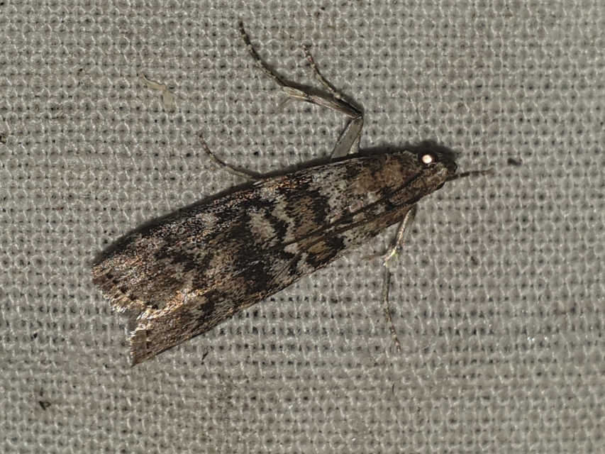 Dioryctria