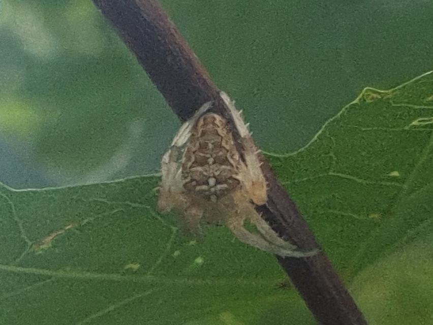 Araneus diadematus - koronás keresztespók