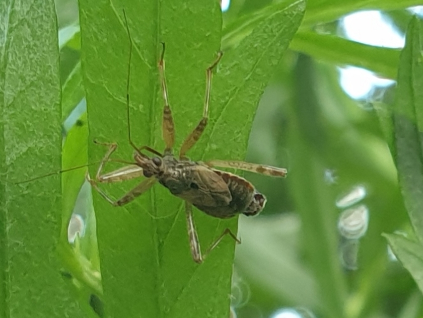 Himacerus
