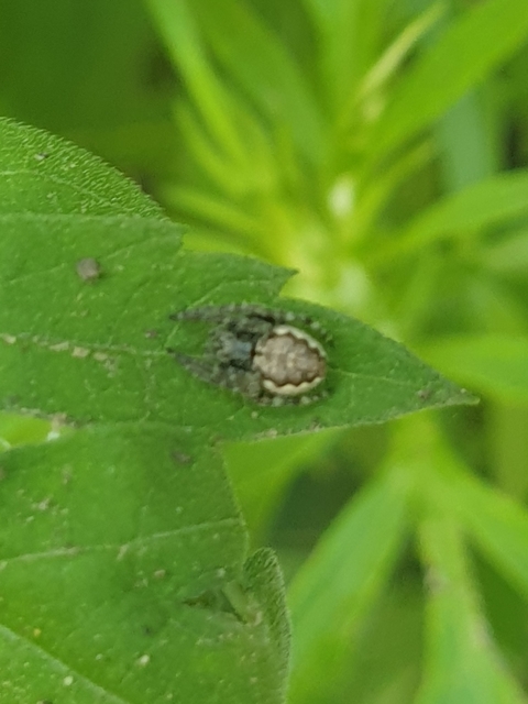 Nuctenea umbratica - közönséges rés-keresztespók