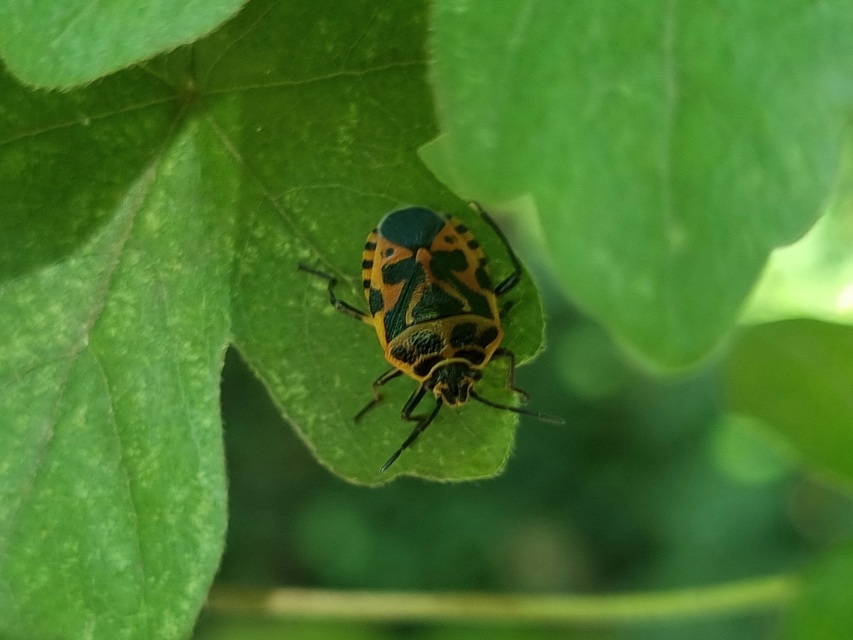Eurydema