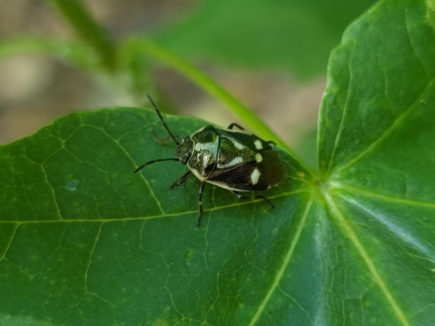 Eurydema oleracea - paréjpoloska Eurydema oleracea - paréjpoloska