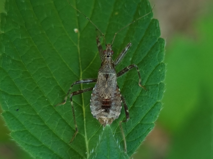 Himacerus apterus - nagy tolvajpoloska
