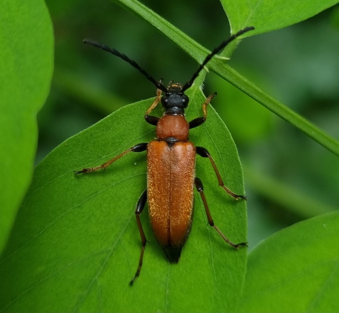 Stictoleptura rubra - vörös virágcincér