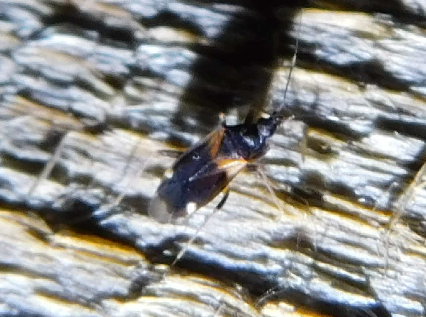 Fulvius oxycarenoides - vöröslő alkonypoloska