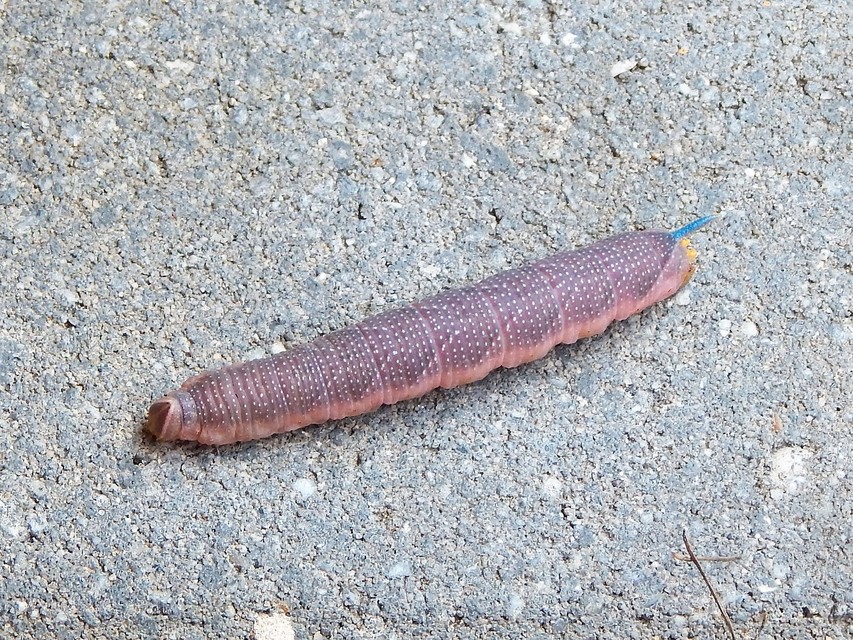 Mimas tiliae - hársfaszender