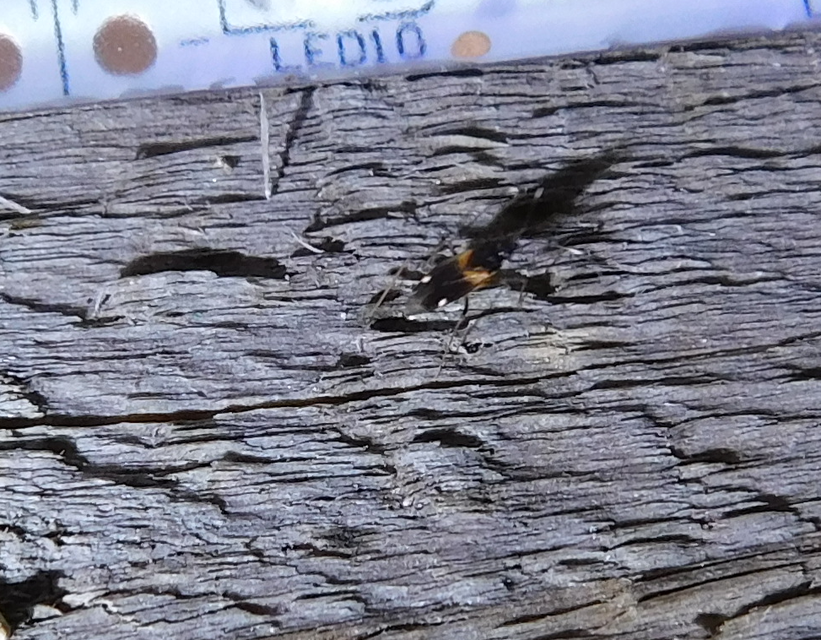 Fulvius oxycarenoides - vöröslő alkonypoloska