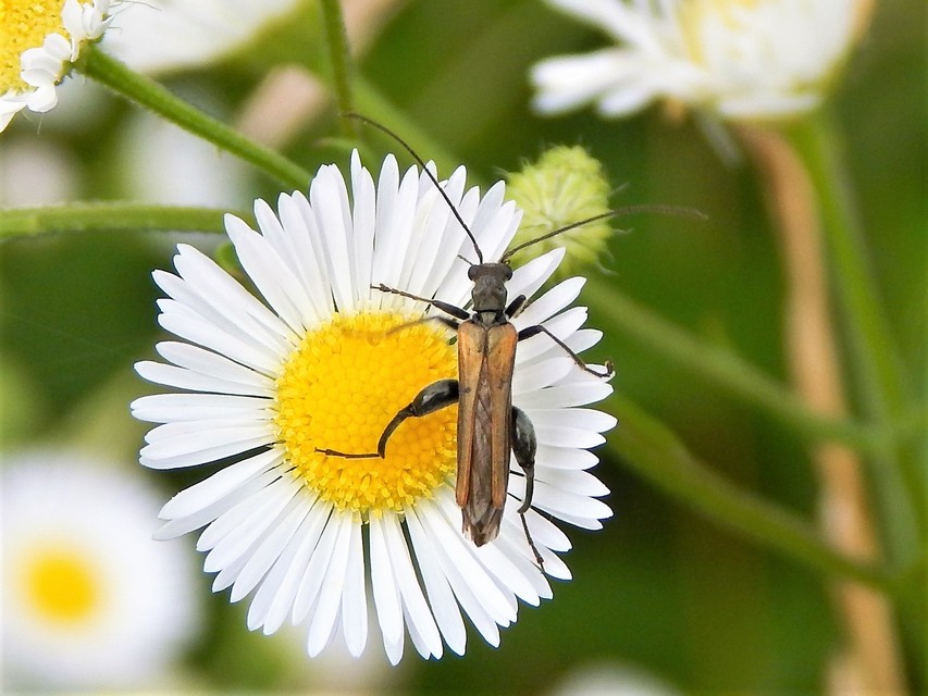 Oedemera femorata - sárgahátú álcincér