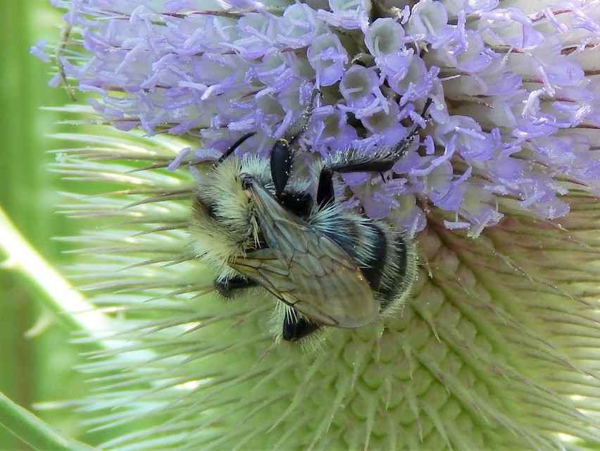 Hymenoptera - Hártyásszárnyúak