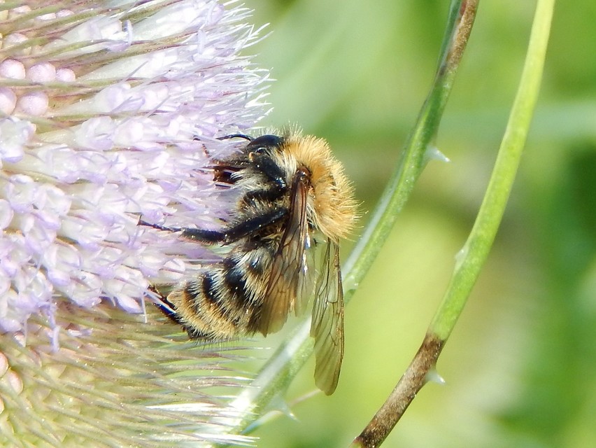 Hymenoptera - Hártyásszárnyúak