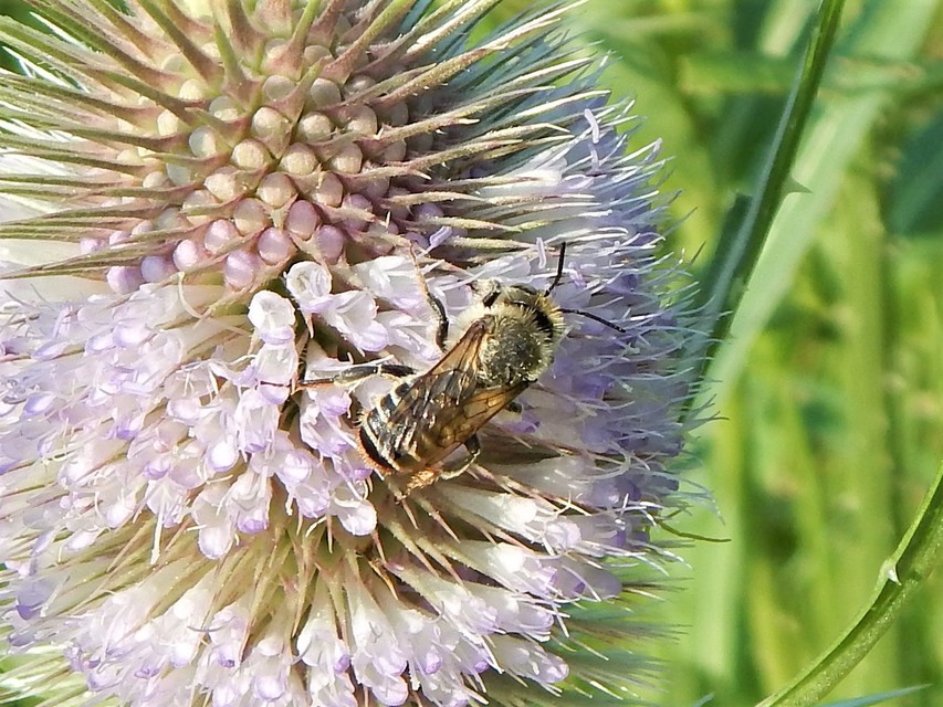 Hymenoptera - Hártyásszárnyúak