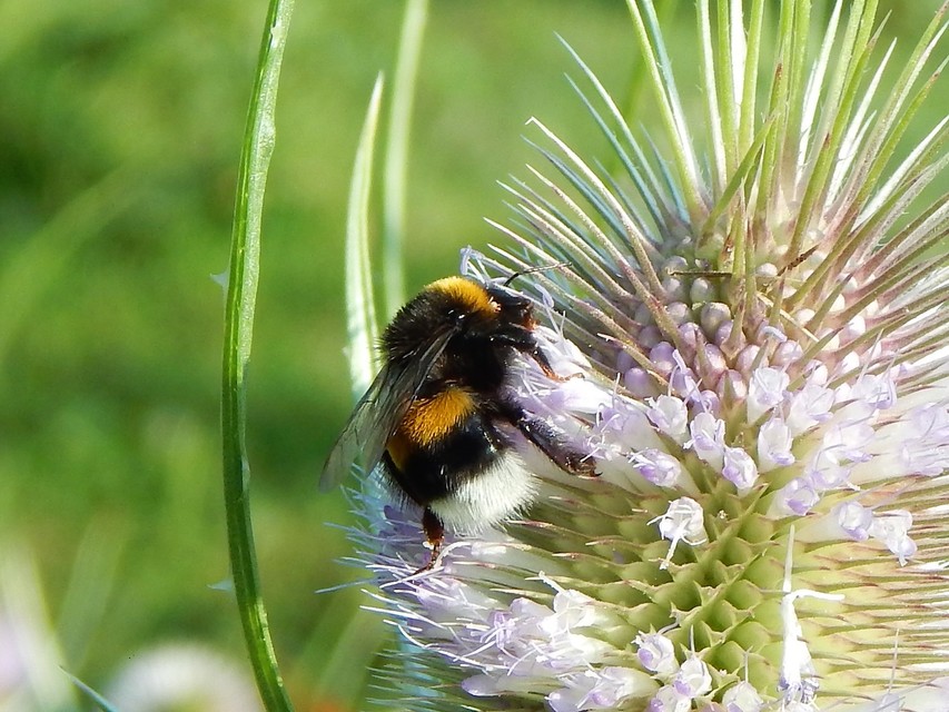 Bombus terrestris/lucorum