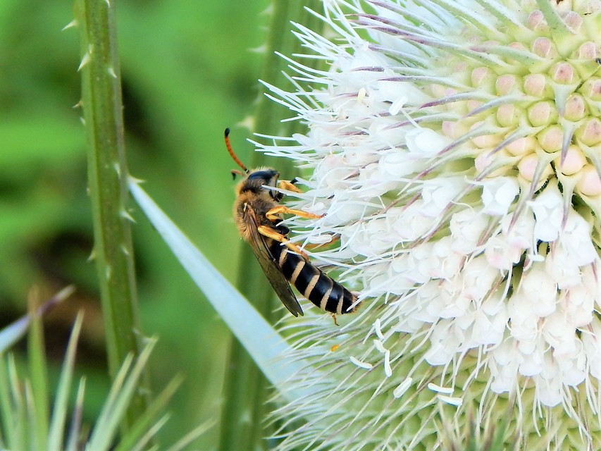 Hymenoptera - Hártyásszárnyúak